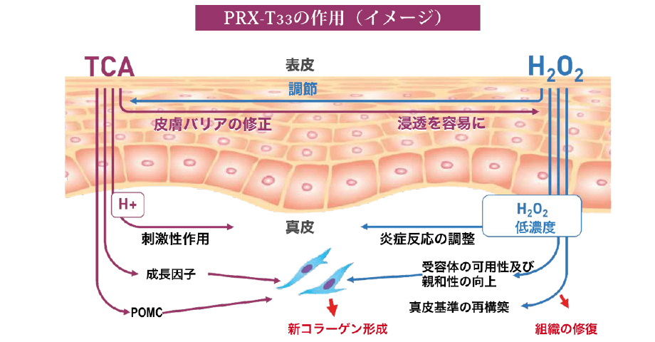 PRX-T33の作用(イメージ)